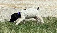 Female 1 , a female German Shorthaired Pointer for sale in Easton, KS – 2 of 2