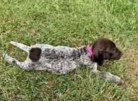 Female 3, a female German Shorthaired Pointer for sale in Easton, KS – 3 of 3
