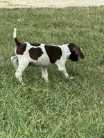 Male 1 , a male German Shorthaired Pointer for sale in Easton, KS – 2 of 3
