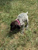 Female 3, a female German Shorthaired Pointer for sale in Easton, KS – 2 of 3