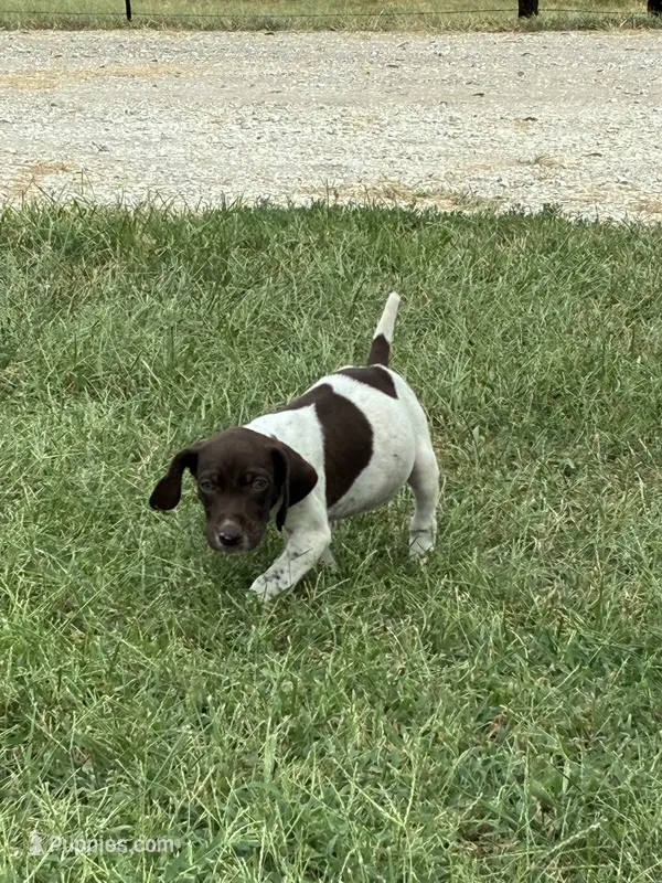Male 1  – German Shorthaired Pointer puppy for sale in Easton, KS