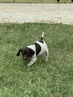 Male 1 , a male German Shorthaired Pointer for sale in Easton, KS – 1 of 3