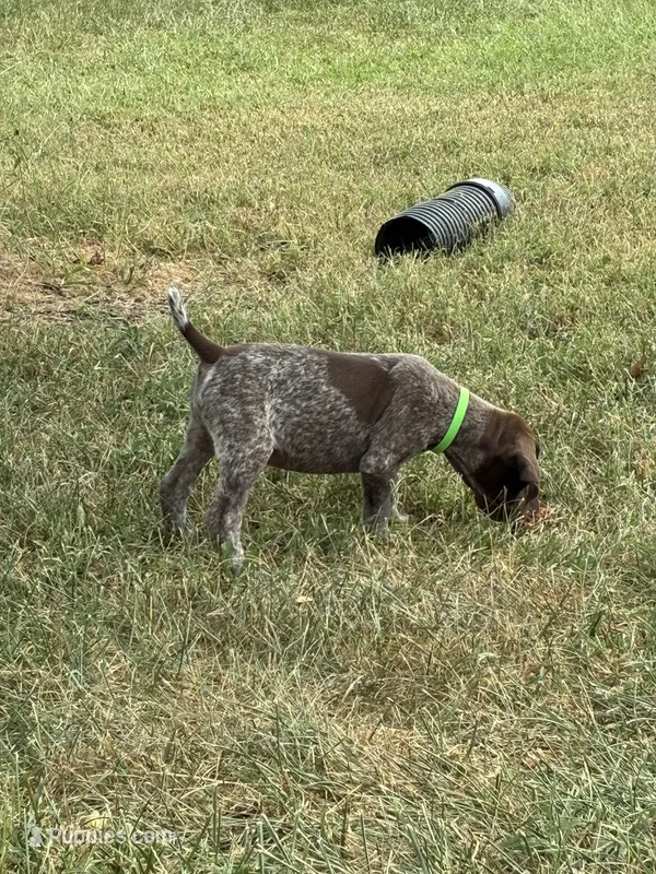 Female 4 – German Shorthaired Pointer puppy for sale in Easton, KS