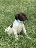 Female 2, a female German Shorthaired Pointer for sale in Easton, KS – 1 of 2