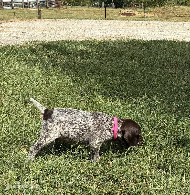 Female 3 – German Shorthaired Pointer puppy for sale in Easton, KS