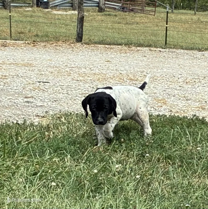 Female 1  – German Shorthaired Pointer puppy for sale in Easton, KS