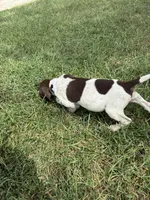 Male 1 , a male German Shorthaired Pointer for sale in Easton, KS – 3 of 3