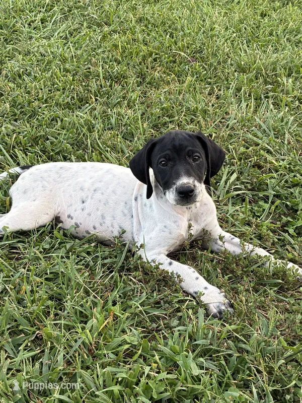 Female 1  – German Shorthaired Pointer puppy for sale in Easton, KS