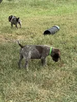 Female 4, a female German Shorthaired Pointer for sale in Easton, KS – 2 of 2