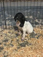 Male 2 , a male German Shorthaired Pointer for sale in Easton, KS – 1 of 2