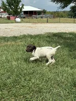 Female 2, a female German Shorthaired Pointer for sale in Easton, KS – 2 of 2
