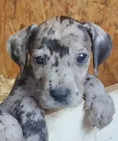 Great Dane Pups Ready to Go!, a female Great Dane for sale in Kentucky, KY – 1 of 4