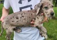 Great Dane Pups Ready to Go!, a male Great Dane for sale in Kentucky, KY – 3 of 4