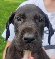 Great Dane Pups Ready to Go!, a male Great Dane for sale in Kentucky, KY – 2 of 2