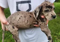Great Dane Pups Ready to Go!, a female Great Dane for sale in Kentucky, KY – 3 of 4
