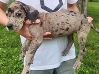 Great Dane Pups Ready to Go!, a female Great Dane for sale in Kentucky, KY – 4 of 4