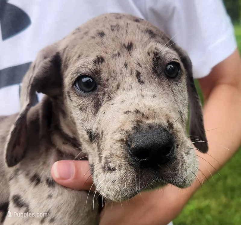 Great Dane Pups Ready to Go! – Great Dane puppy for sale in Kentucky, KY
