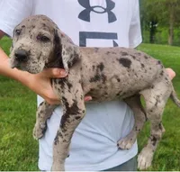 Great Dane Pups Ready to Go!, a male Great Dane for sale in Kentucky, KY – 4 of 4