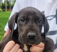 Great Dane Pups Ready to Go!, a male Great Dane for sale in Kentucky, KY – 1 of 2