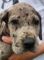 Great Dane Pups Ready to Go!, a male Great Dane for sale in Kentucky, KY – 2 of 4