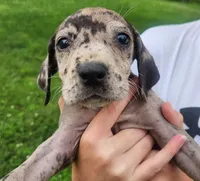 Great Dane Pups Ready to Go!, a female Great Dane for sale in Kentucky, KY – 2 of 4