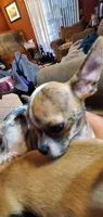 Ernie, a male Chihuahua for sale in New Port Richey, FL – Photo 4 of 4