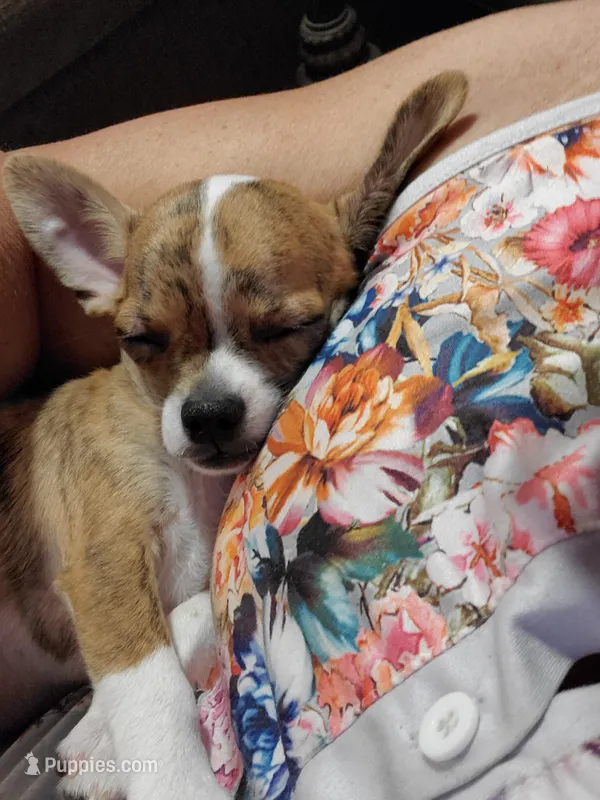 Ernie – Chihuahua puppy for sale in New Port Richey, FL