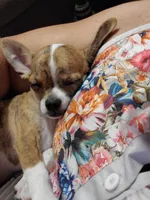 Ernie, a male Chihuahua for sale in New Port Richey, FL – Photo 1 of 4