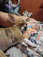 Ernie, a male Chihuahua for sale in New Port Richey, FL – Photo 3 of 4