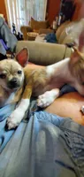 Chunk, a male Chihuahua for sale in New Port Richey, FL – Photo 5 of 6