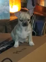 Chunk, a male Chihuahua for sale in New Port Richey, FL – Photo 6 of 6