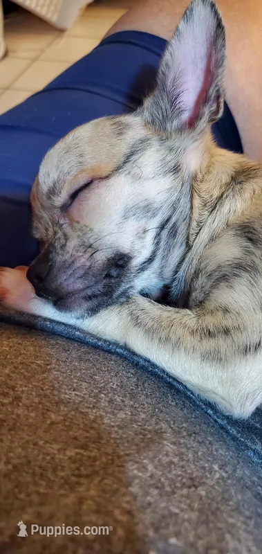 Chunk – Chihuahua puppy for sale in New Port Richey, FL