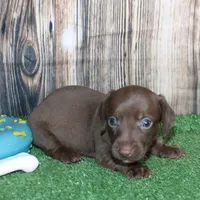 Murphy, a male Miniature Dachshund for sale in Hasty, CO – 4 of 4