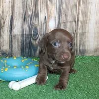 Murphy, a male Miniature Dachshund for sale in Hasty, CO – 3 of 4