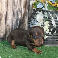 Lucy, a female Miniature Dachshund for sale in Hasty, CO – 2 of 3