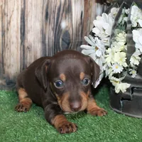 Lucy, a female Miniature Dachshund for sale in Hasty, CO – 3 of 3