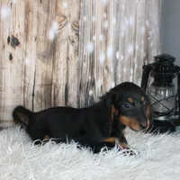 Dash, a male Miniature Dachshund for sale in Hasty, CO – Photo 1 of 4