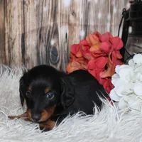 Dash, a male Miniature Dachshund for sale in Hasty, CO – Photo 3 of 4