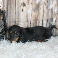 Dash, a male Miniature Dachshund for sale in Hasty, CO – Photo 2 of 4