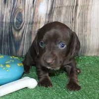 Huck, a male Miniature Dachshund for sale in Hasty, CO – 1 of 3
