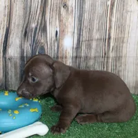 Murphy, a male Miniature Dachshund for sale in Hasty, CO – 2 of 4