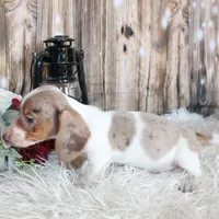 Oscar, a male Miniature Dachshund for sale in Hasty, CO – Photo 2 of 2