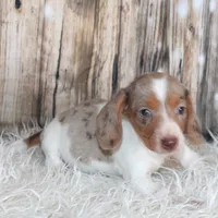 Oscar, a male Miniature Dachshund for sale in Hasty, CO – Photo 1 of 2