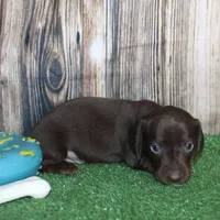 Huck, a male Miniature Dachshund for sale in Hasty, CO – 2 of 3