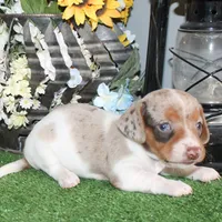 Stella, a female Miniature Dachshund for sale in Hasty, CO – 2 of 3