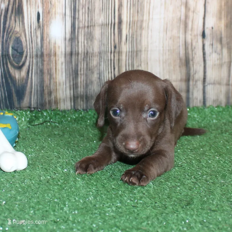 Murphy – Miniature Dachshund puppy for sale in Hasty, CO