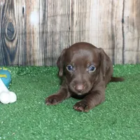 Murphy, a male Miniature Dachshund for sale in Hasty, CO – 1 of 4