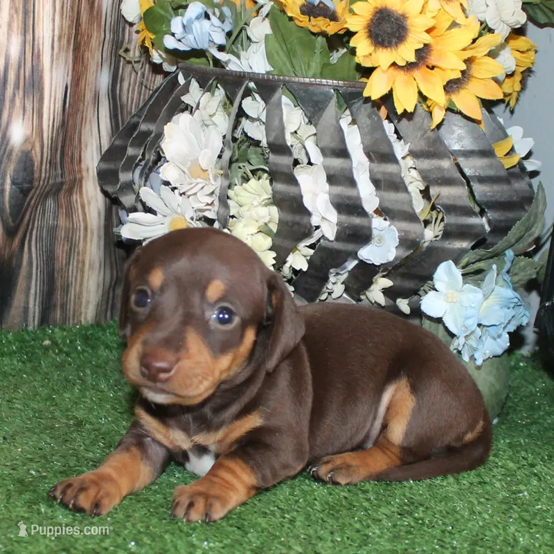 Lucy – Miniature Dachshund puppy for sale in Hasty, CO
