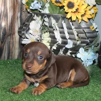 Lucy, a female Miniature Dachshund for sale in Hasty, CO – 1 of 3