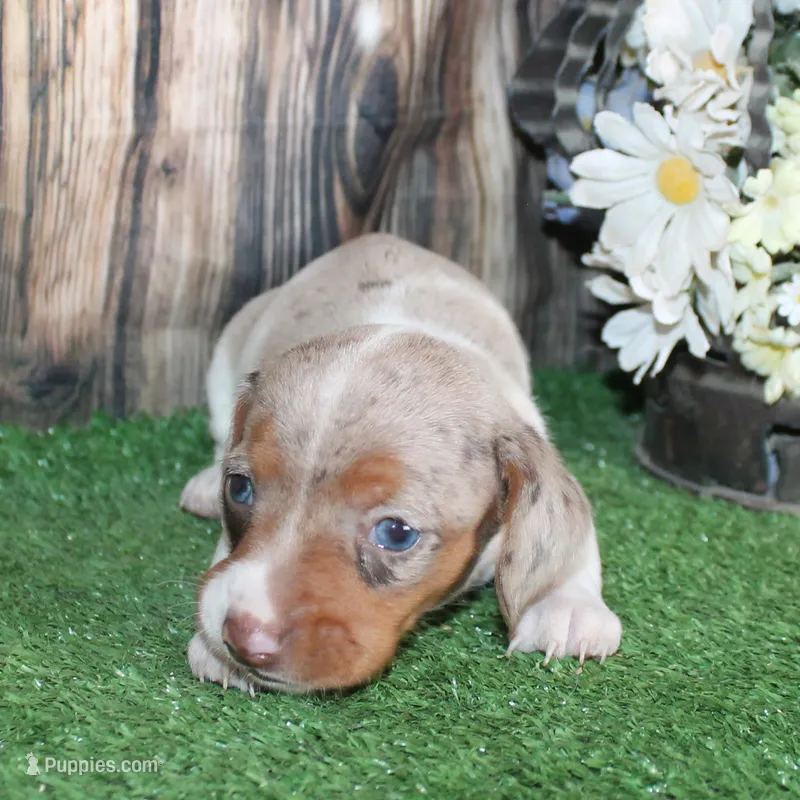 Stella – Miniature Dachshund puppy for sale in Hasty, CO